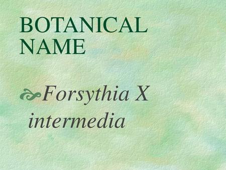 BOTANICAL NAME Forsythia X intermedia.