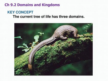 Ch 9.2 Domains and Kingdoms