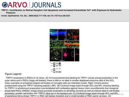 TRPV1: Contribution to Retinal Ganglion Cell Apoptosis and Increased Intracellular Ca2+ with Exposure to Hydrostatic Pressure Invest. Ophthalmol. Vis.