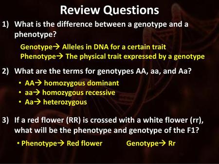 Review Questions What is the difference between a genotype and a phenotype? What are the terms for genotypes AA, aa, and Aa? If a red flower (RR) is crossed.