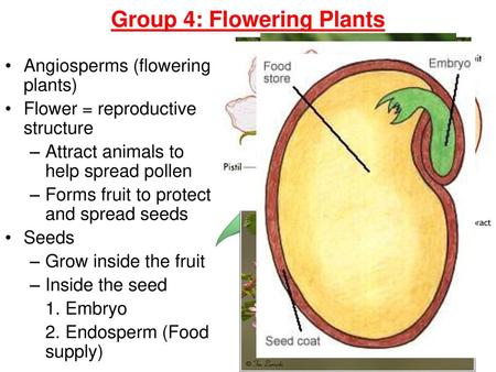 Sexual Reproduction In Plants The Seed The Seed Is The Product Of Sexual Reproduction In Most Plants The Seed Contains An Embryo A Food Supply Ppt Download Sexual Reproduction In Plants The Seed The Seed Is The Product Of Sexual Reproduction In Most Plants The Seed Contains An Embryo A Food Supply Ppt Download