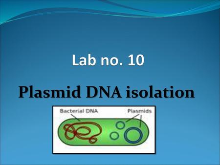 Lab no. 10 Plasmid DNA isolation.