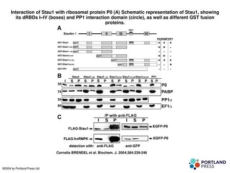 Interaction of Stau1 with ribosomal protein P0 (A) Schematic representation of Stau1, showing its dRBDs I–IV (boxes) and PP1 interaction domain (circle),