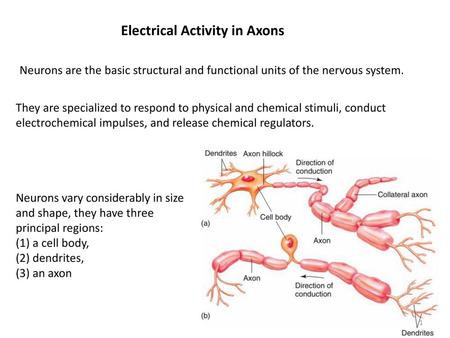 Electrical Activity in Axons