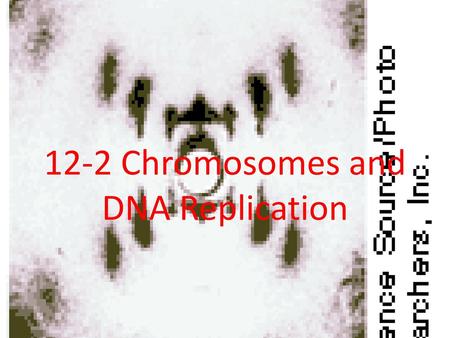 12-2 Chromosomes and DNA Replication
