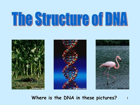 The Structure of DNA Where is the DNA in these pictures?