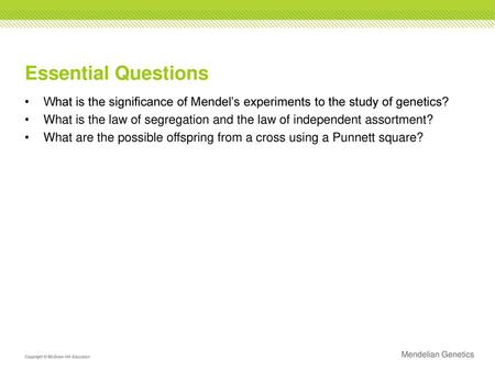 Essential Questions What is the significance of Mendel’s experiments to the study of genetics? What is the law of segregation and the law of independent.