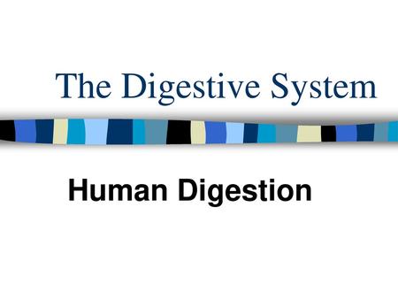 The Digestive System Human Digestion.