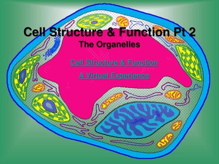 Cell Structure & Function Pt 2 The Organelles