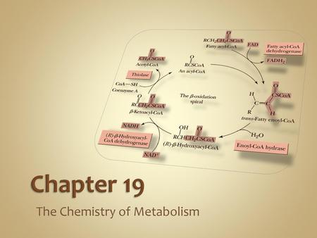 The Chemistry of Metabolism