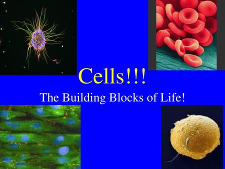 The Building Blocks of Life!