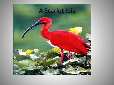 A Scarlet Ibis.