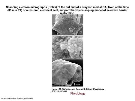 Scanning electron micrographs (SEMs) of the cut end of a crayfish medial GA, fixed at the time (30 min PT) of a restored electrical seal, support the vesicular-plug.