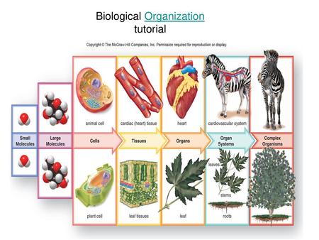 Biological Organization tutorial