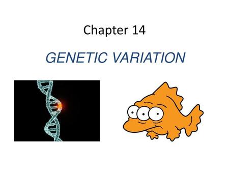 Chapter 14 GENETIC VARIATION.