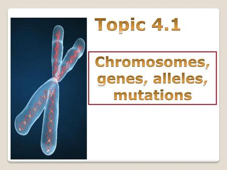 Chromosomes, genes, alleles, mutations