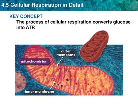 Equation for Cellular Respiration: