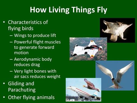 How Living Things Fly Characteristics of flying birds