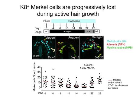 K8+ Merkel cells are progressively lost during active hair growth
