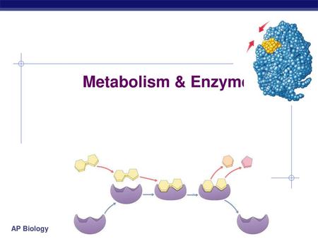 Metabolism & Enzymes.