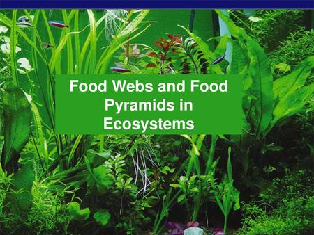 Food Webs and Food Pyramids in Ecosystems