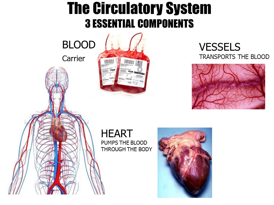 3 Parts Of Circulatory System