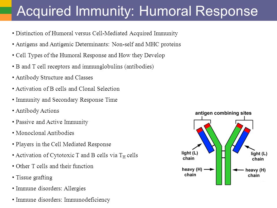 Humoral vs Cell-mediated Immunity
