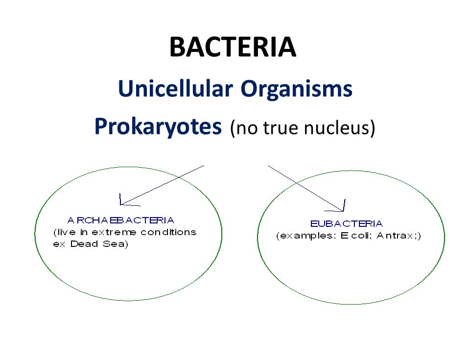 Prokaryotes organisms single are all celled Microbiology from