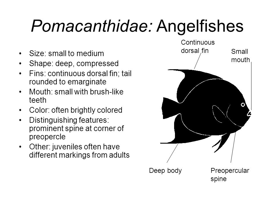 small tropical fish with a brightly coloured compressed body