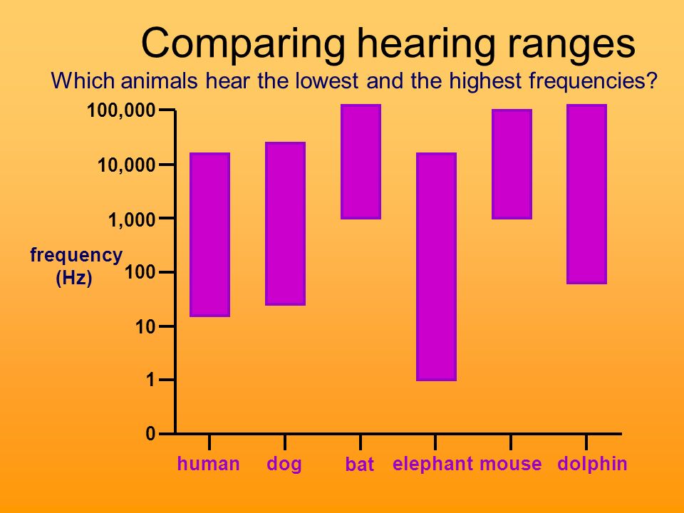 100,000 10,000 1, human dog elephant bat mouse dolphin Which animals hear  the lowest and the highest frequencies? frequency (Hz) Comparing. - ppt  download
