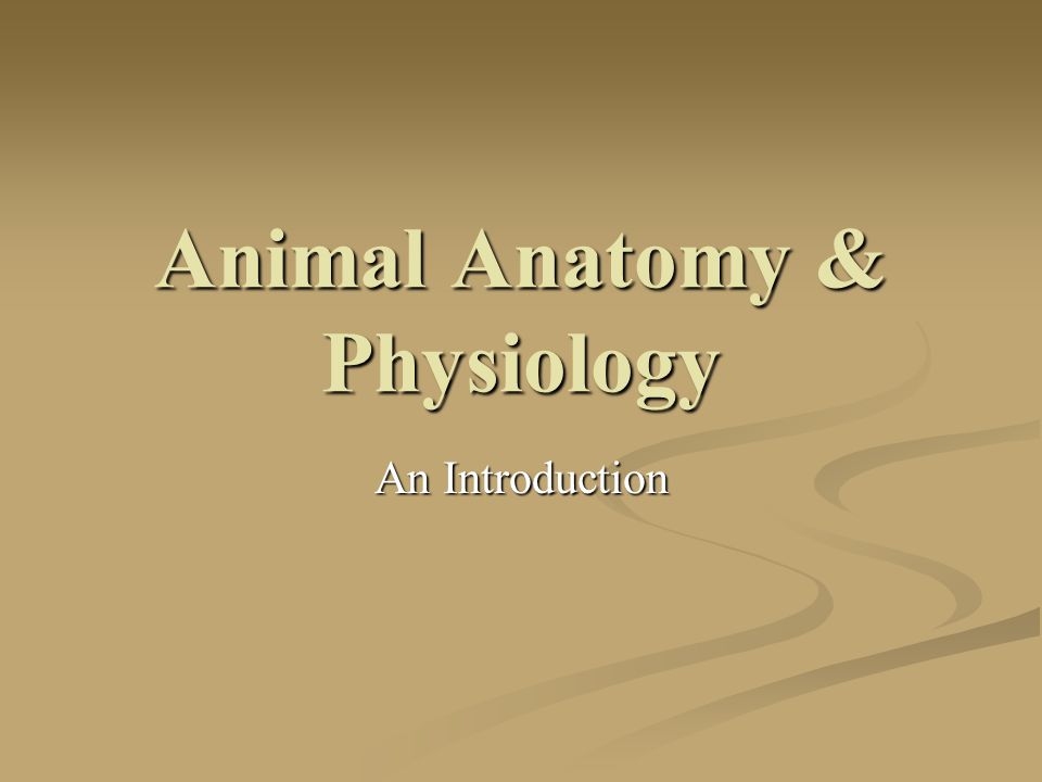 Animal Anatomy & Physiology An Introduction. Define Anatomy & Physiology  Anatomy - The What – The physical FORM and parts of an organism. Physiology  - - ppt download