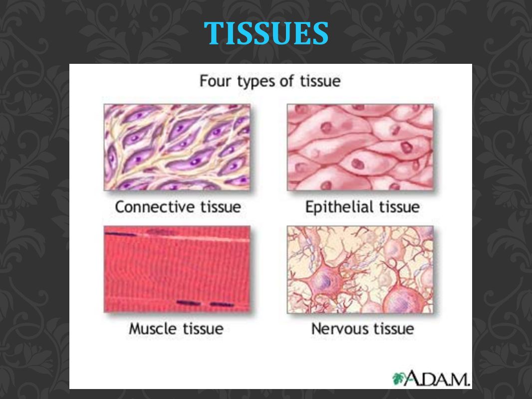 WHAT ARE TISSUES? Groups of cells that are similar in structure and perform  a common or related function Basic tissue types: Epithelial Connective  Muscle. - ppt video online download