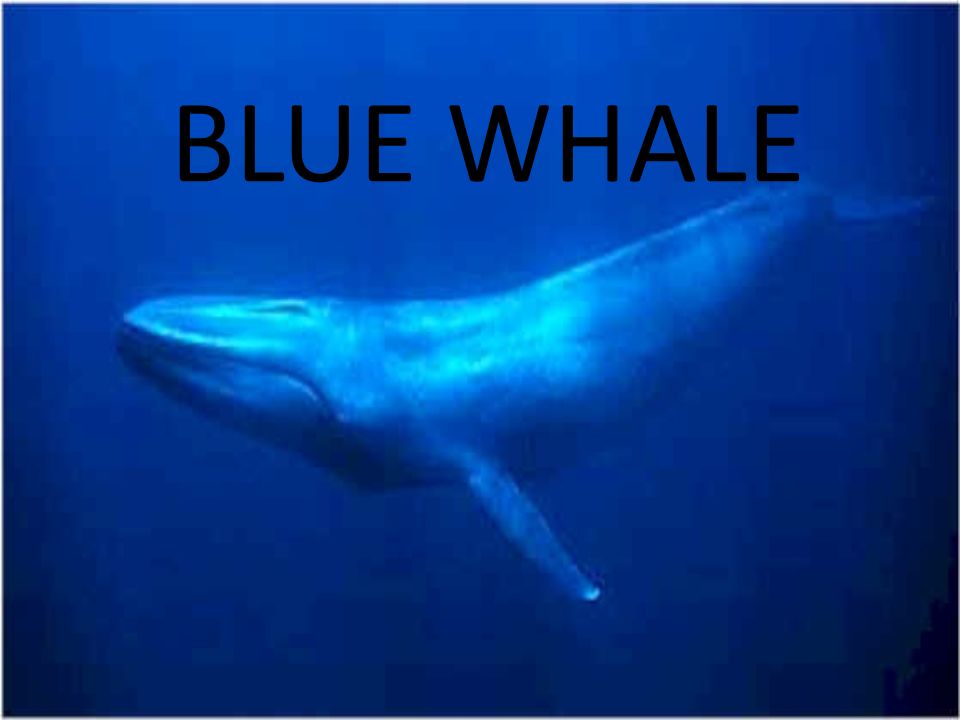 BLUE WHALE. Blue whale is the biggest animal in the world. It is more than  25 meters and more than 200 tons. Blue whale is same weight as 40  elephants. - ppt download
