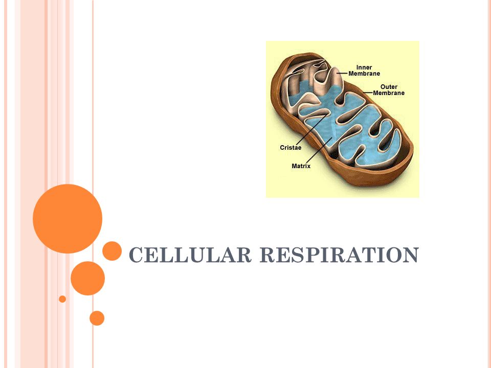 CELLULAR RESPIRATION. WHO DOES CELLULAR RESPIRATION? Animals Humans Plants/Algae  Basically any organism with nuclei & mitochondria So what other organisms.  - ppt download