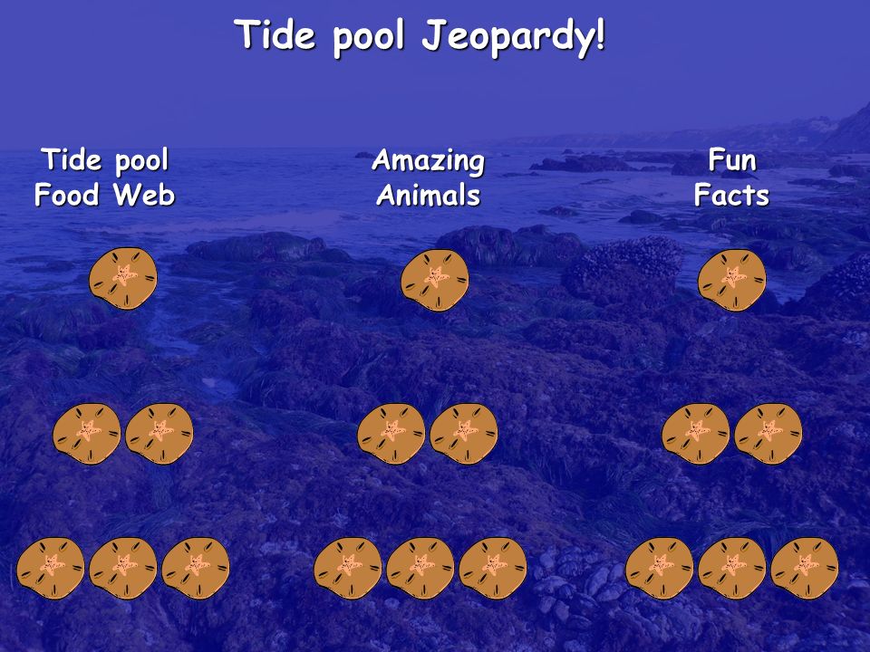 Tide pool Jeopardy! Tide pool Food Web Amazing Animals Fun Facts. - ppt  download