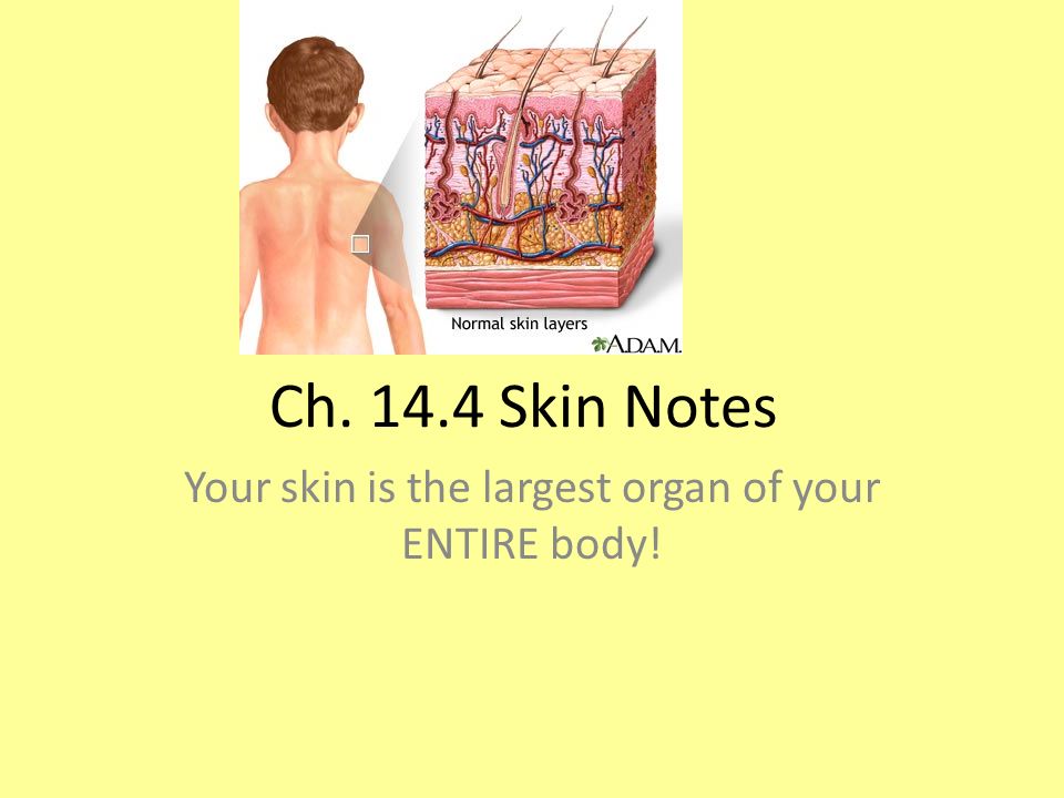 Ch Skin Notes Your skin is the largest organ of your ENTIRE body! - ppt  download