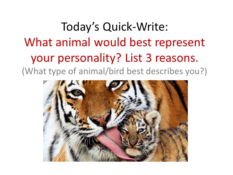 Today's Quick-Write: What animal would best represent your personality?  List 3 reasons. (What type of animal/bird best describes you?) - ppt  download
