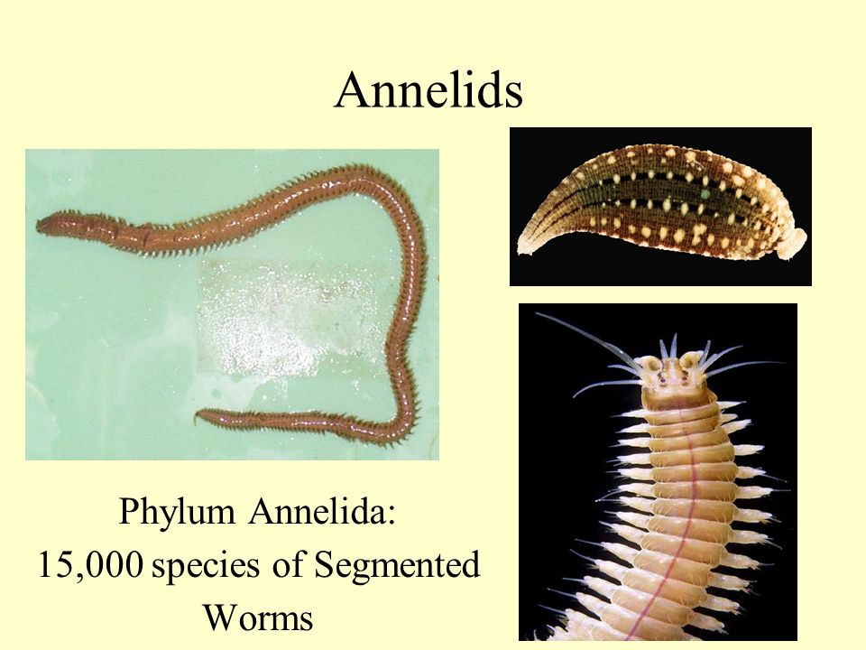 Annelids Phylum Annelida: 15,000 species of Segmented Worms. - ppt download
