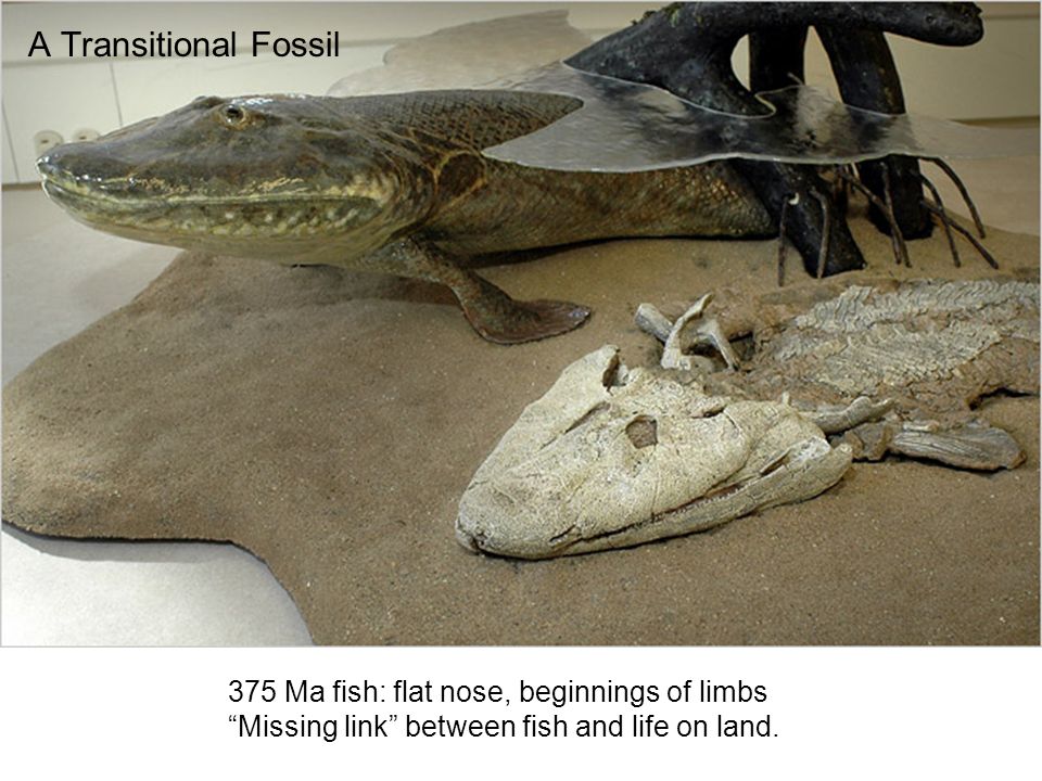 A Transitional Fossil 375 Ma fish: flat nose, beginnings of limbs “Missing  link” between fish and life on land. - ppt download
