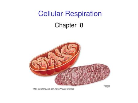 Cellular Respiration Chapter 8.