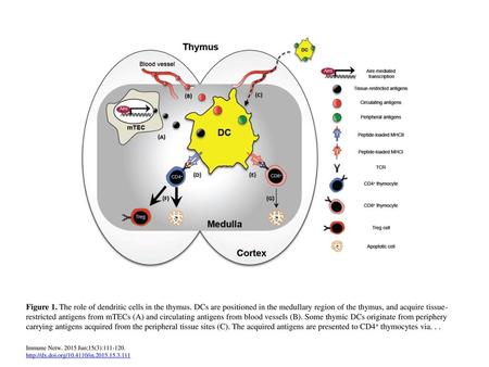 Figure 1. The role of dendritic cells in the thymus