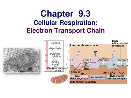 Chapter 9.3 Cellular Respiration: Electron Transport Chain