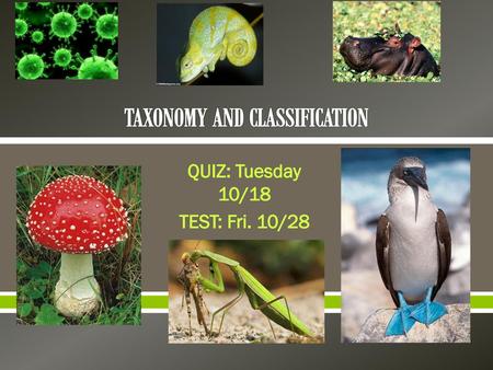 TAXONOMY AND CLASSIFICATION