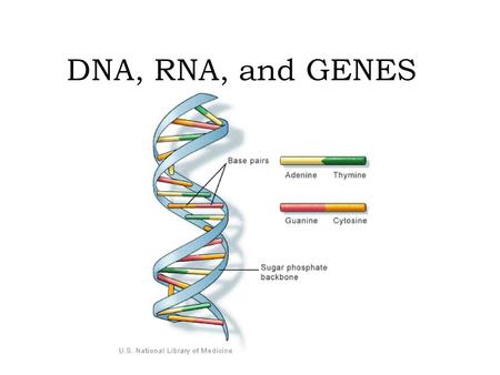 DNA, RNA, and GENES.