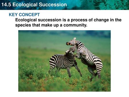 Succession occurs following a disturbance in an ecosystem.