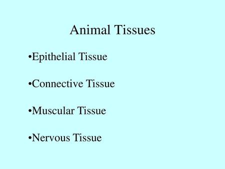 Animal Tissues Epithelial Tissue Connective Tissue Muscular Tissue