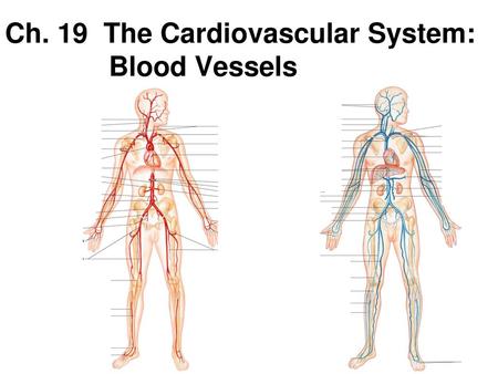 Ch. 19 The Cardiovascular System: Blood Vessels