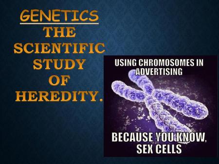 Genetics the scientific study of heredity.