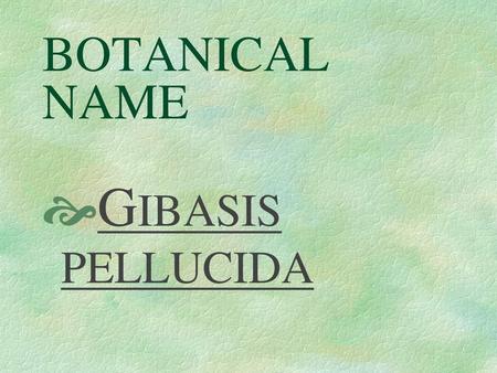 BOTANICAL NAME GIBASIS PELLUCIDA.