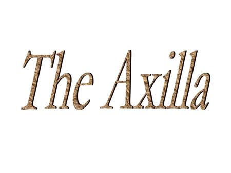 The Axilla.